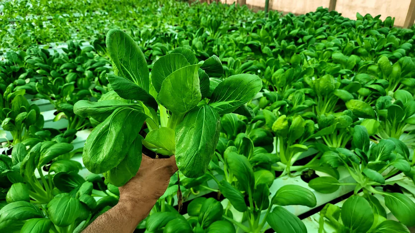 Ufarms automation in a commercial growing facility
